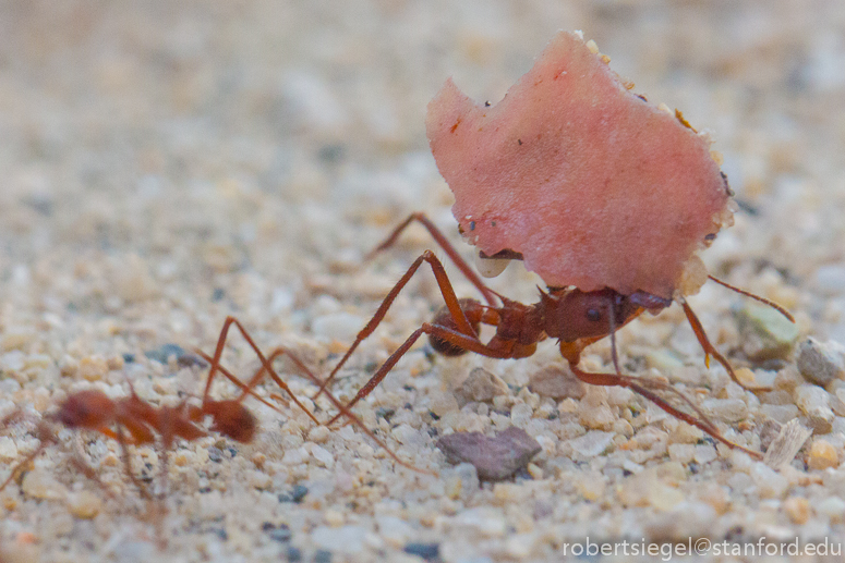 leaf-cutter ants